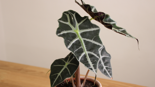 Alocasie, tropické krásky s velkými listy