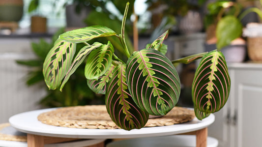 Rostliny, které chodí spát. Už máte doma modlivku?