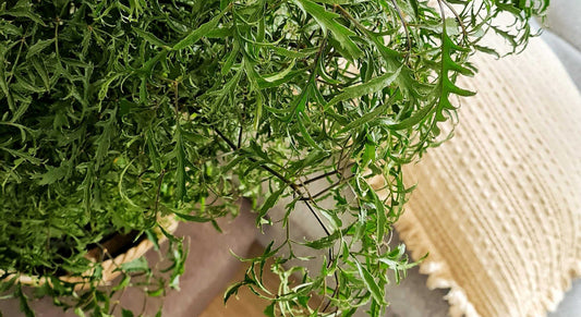 Polyscias alias stínovka pro minimalismus ve vašem interiéru