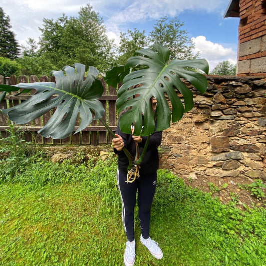 6 tipů, jak získat pokojovku levněji