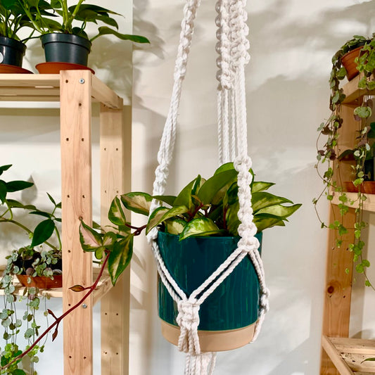 Pokojovky vhodné do závěsných květináčů