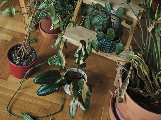 Brr! Co dělat s pokojovkami v zimě?