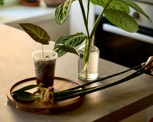 Řízkování aneb jarní sestřih pokojovek a jejich množení!