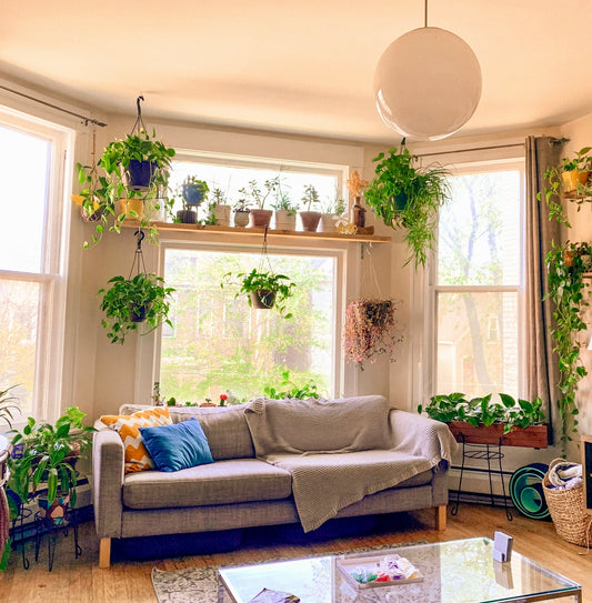 Světelné podmínky pro pěstování pokojovek