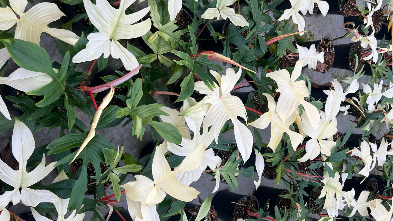 Předplatné rostlin