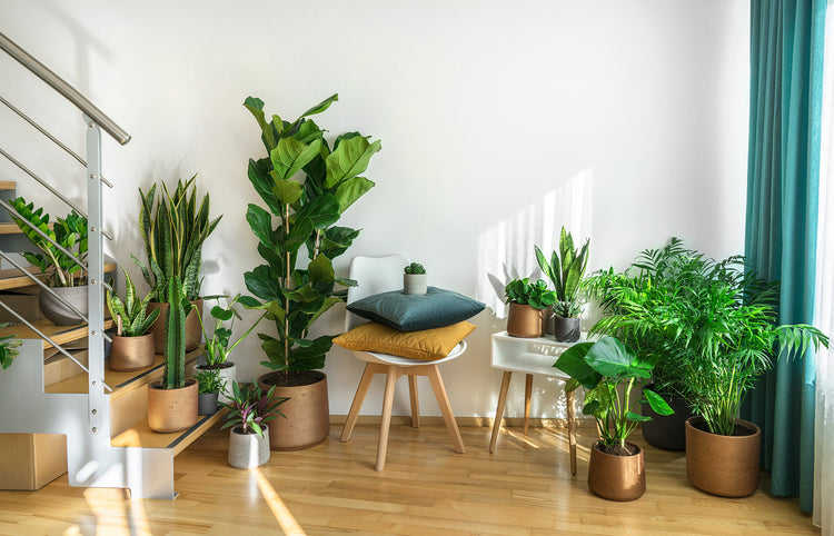 Světlý pokoj s rostlinami v hliněných květináčích, dřevěný stůl s barevnými polštáři a zelené závěsy u okna.