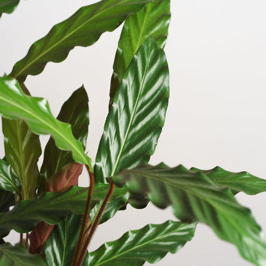 Calathea rufibarba 'M'