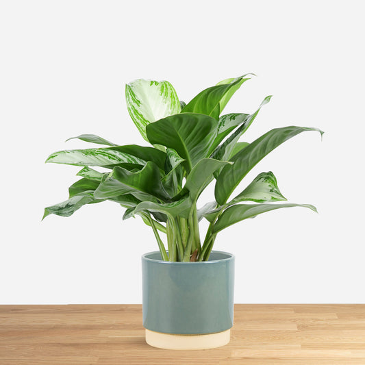 Aglaonema Silver Bay 'S'