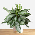 Aglaonema Silver Bay