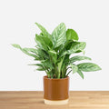 Aglaonema Stripes 'L'