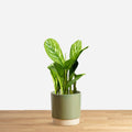 Aglaonema Stripes 'M'