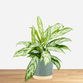 Aglaonema Silver Queen Compact 'S'