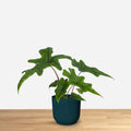 Alocasia Jacklyn