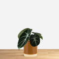 Alocasia Ninja 'baby'