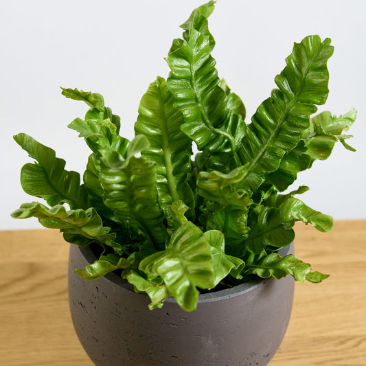Asplenium nidus Crispy Wave