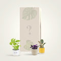 Předplatné rostlin - Baby pokojovky
