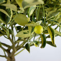 Citrus Calamondin Variegata