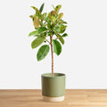 Ficus Shivereana 'L'