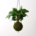 Kokedama Aglaonema Lemon Lime