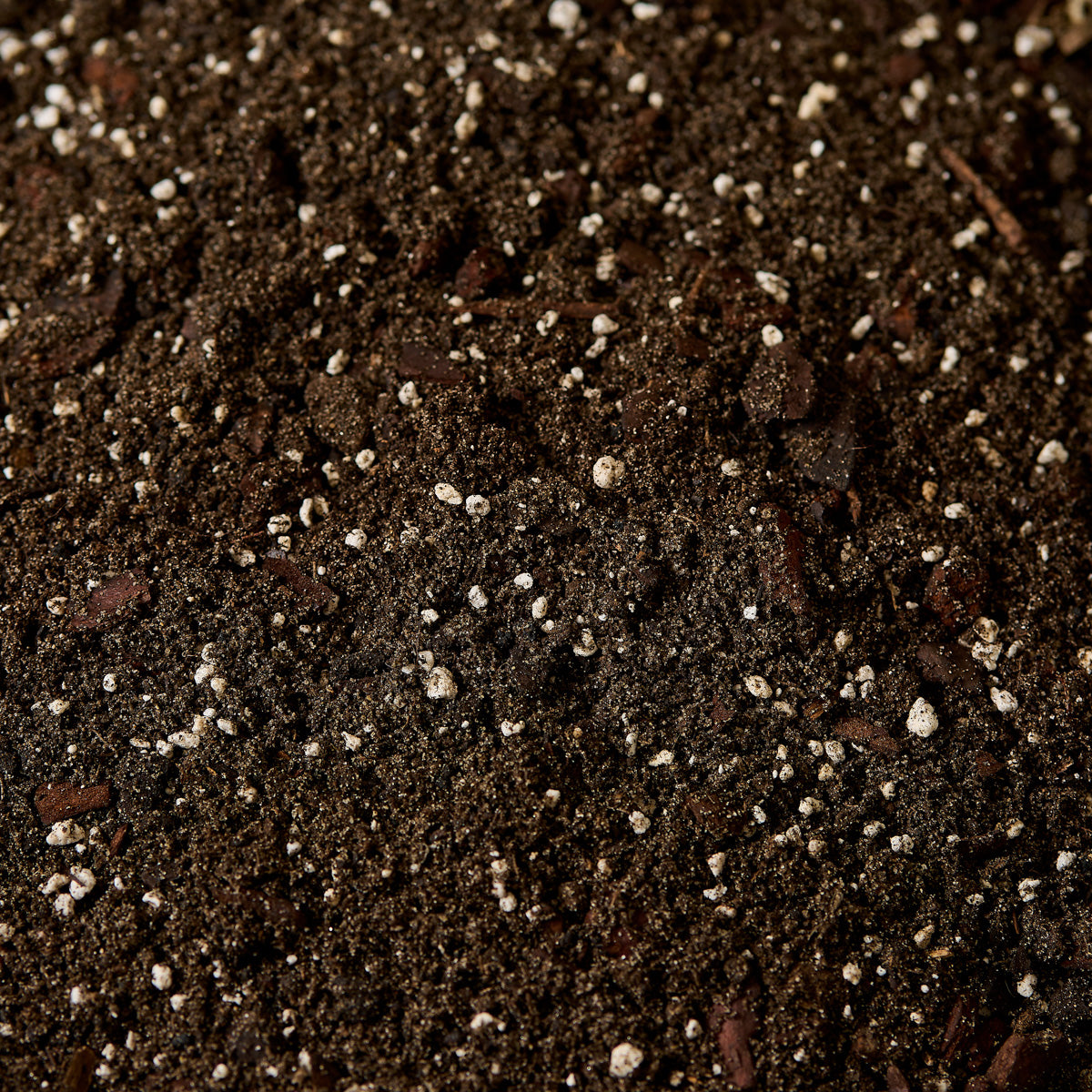 Náš substrát - Kapradiny