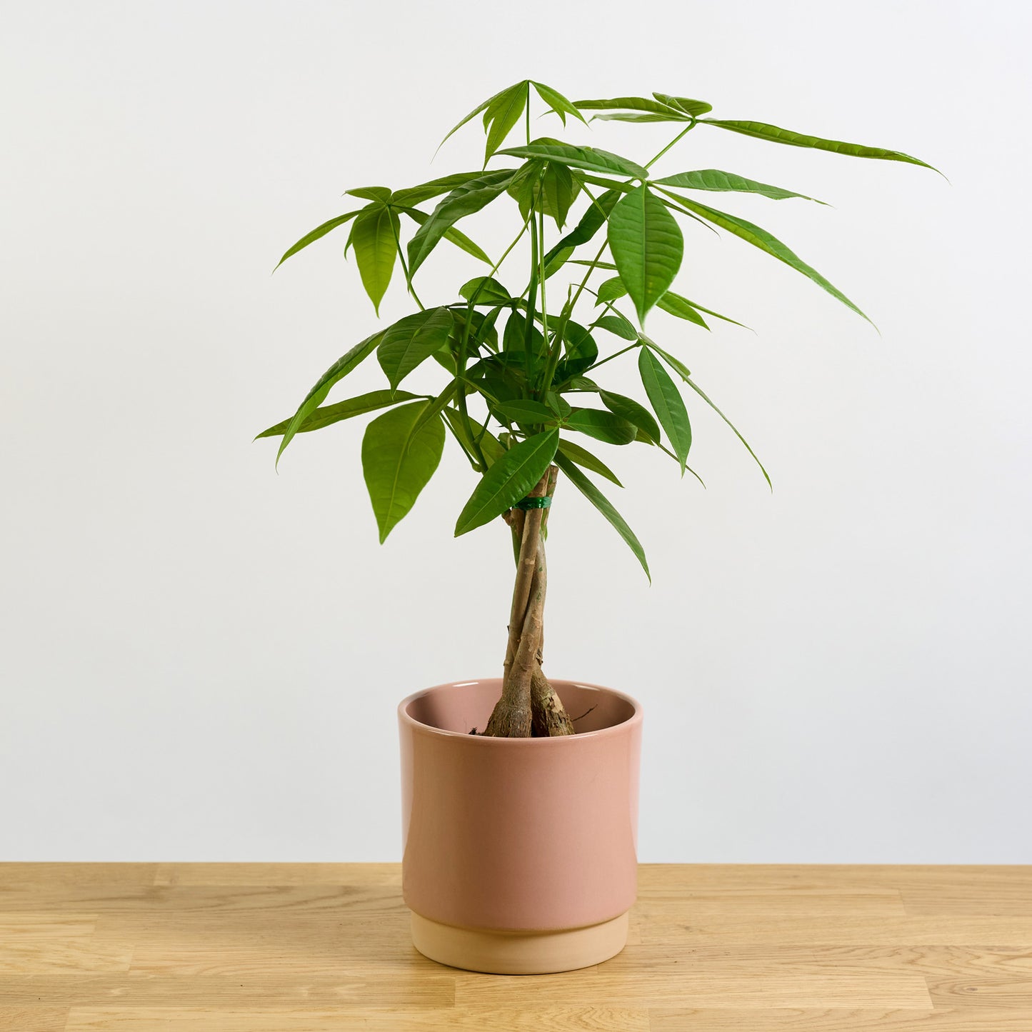 Pachira aquatica 'S'