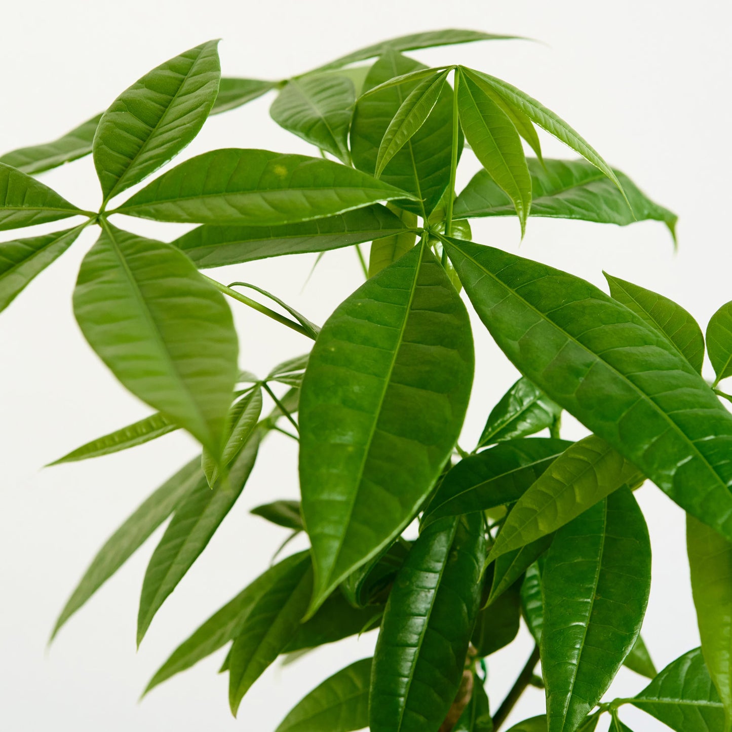 Pachira aquatica 'S'