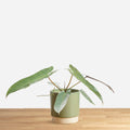 Philodendron Atabapoense