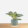 Philodendron Birkin 'baby'