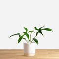 Philodendron Glad Hands