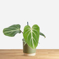 Philodendron Gloriosum Dark Form 'baby'