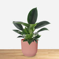 Philodendron Green Princess