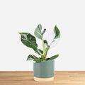 Philodendron White Wizard