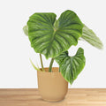 Philodendron Plowmanii