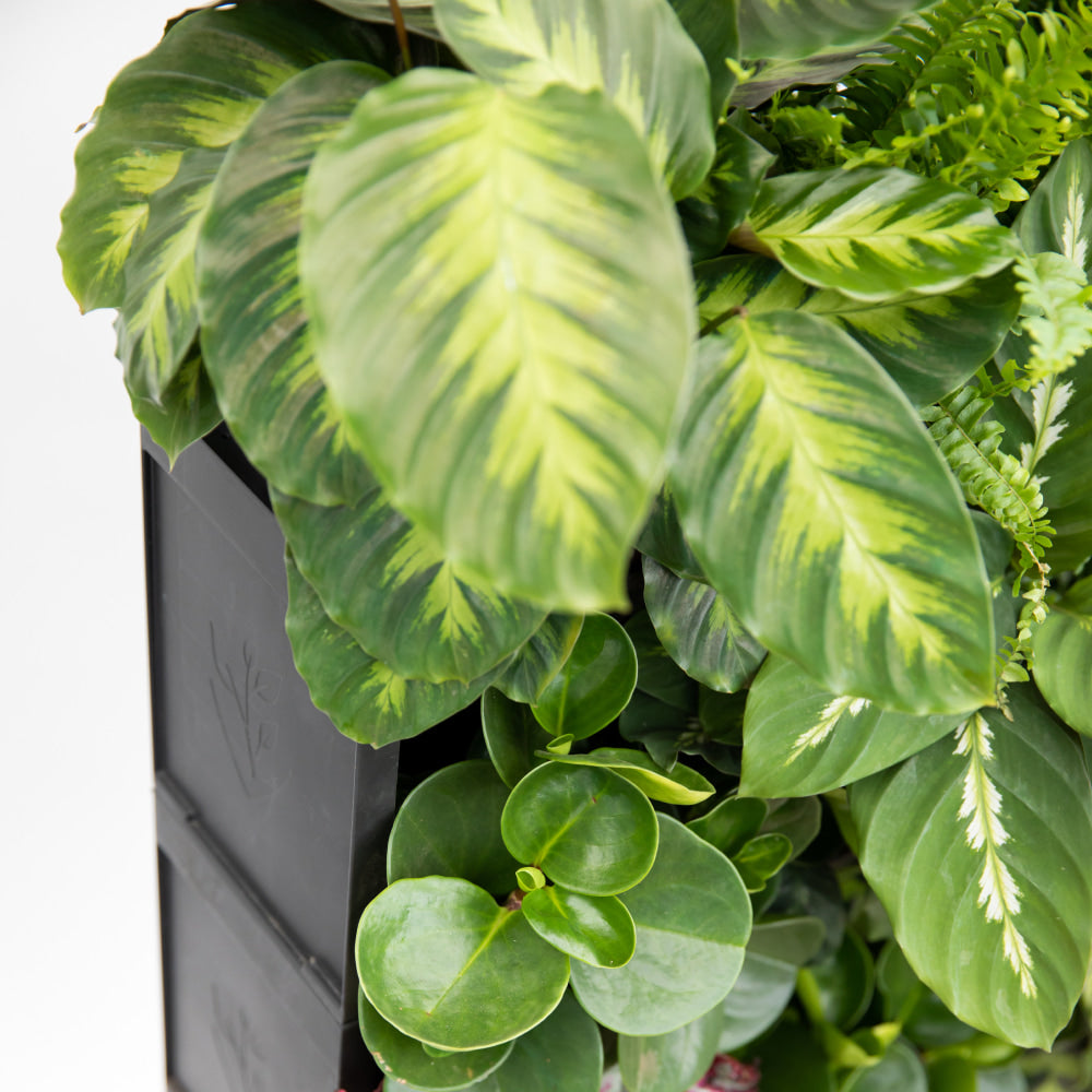 PlantBox - Živá stěna 10 modulů