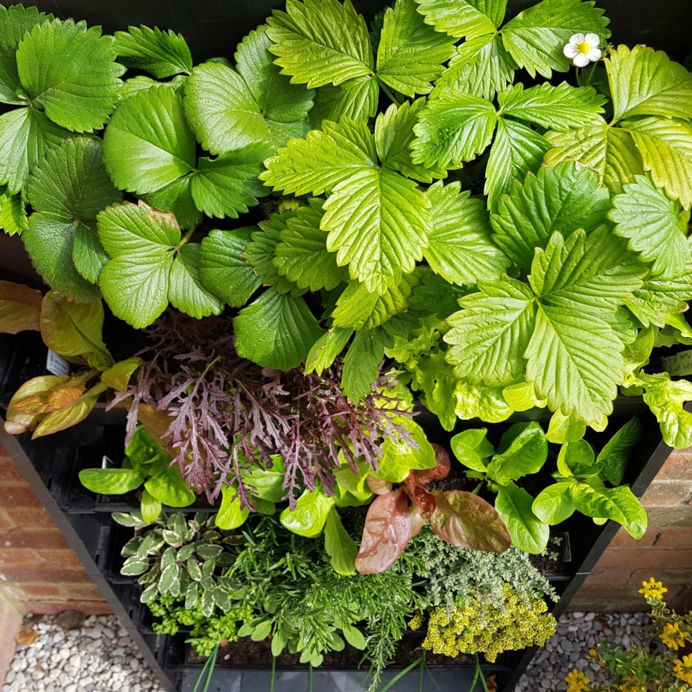 PlantBox - Živá stěna 10 modulů