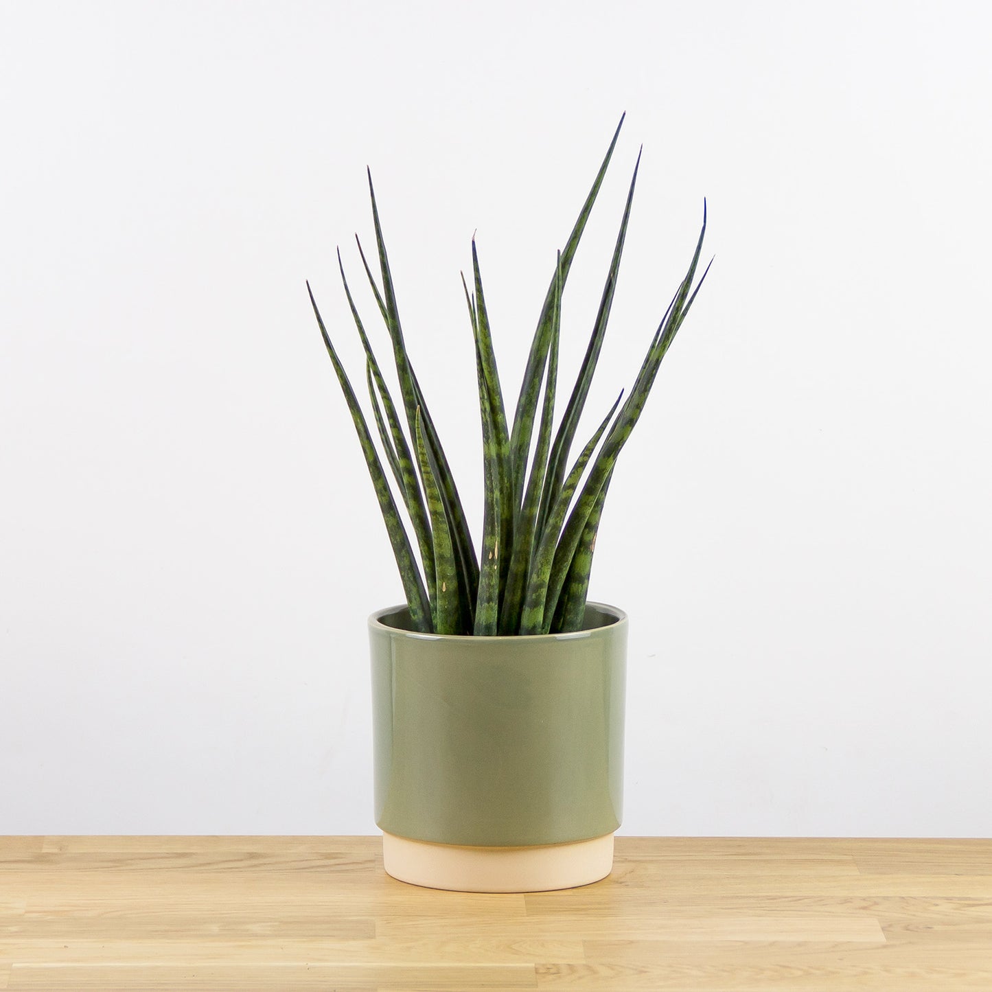 Sansevieria fernwood Punk