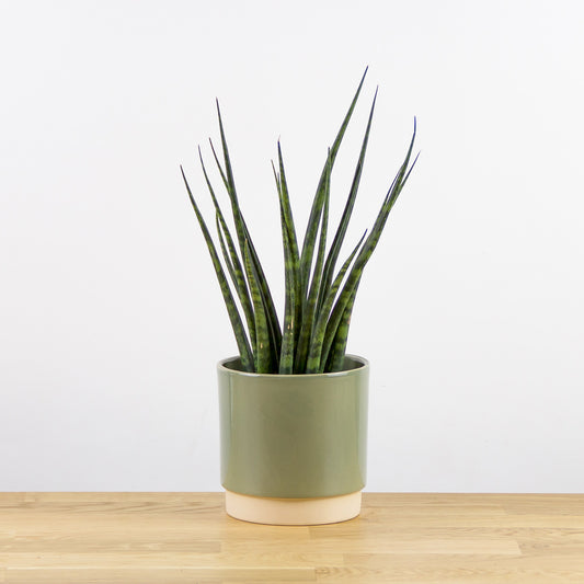 Sansevieria fernwood Punk