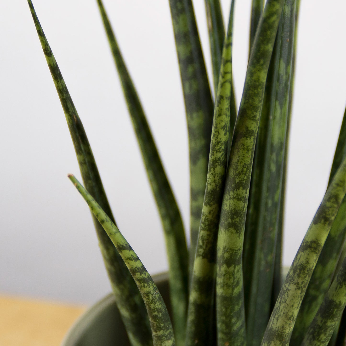 Sansevieria fernwood Punk