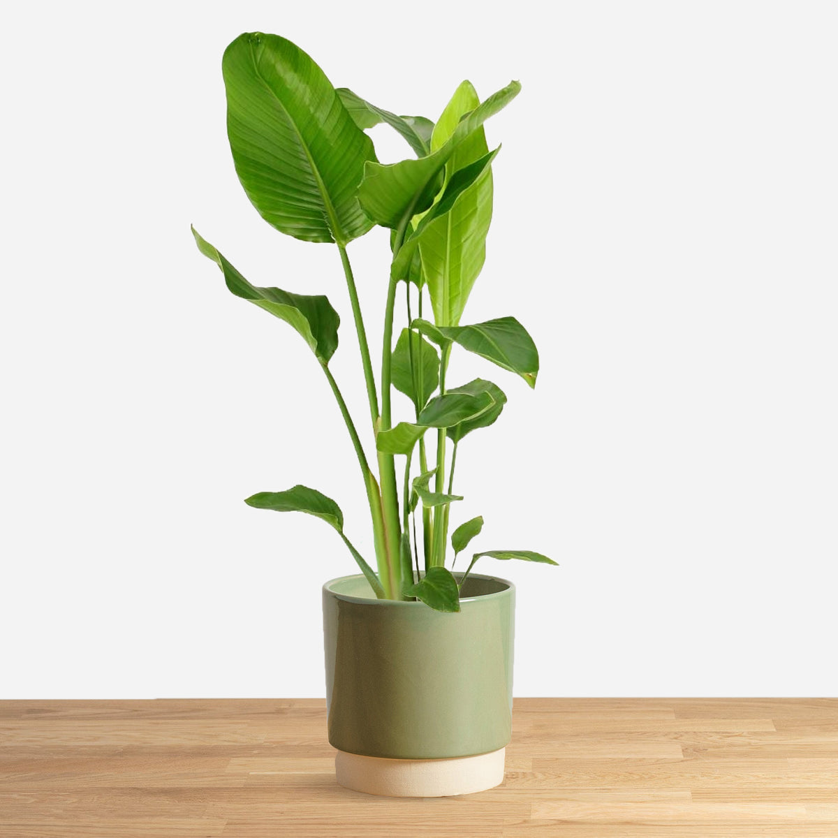 Strelitzia Nicolai 'L'