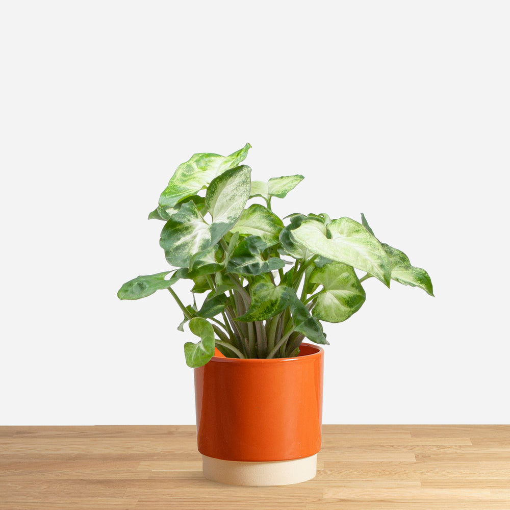 Syngonium Pixie 'baby'