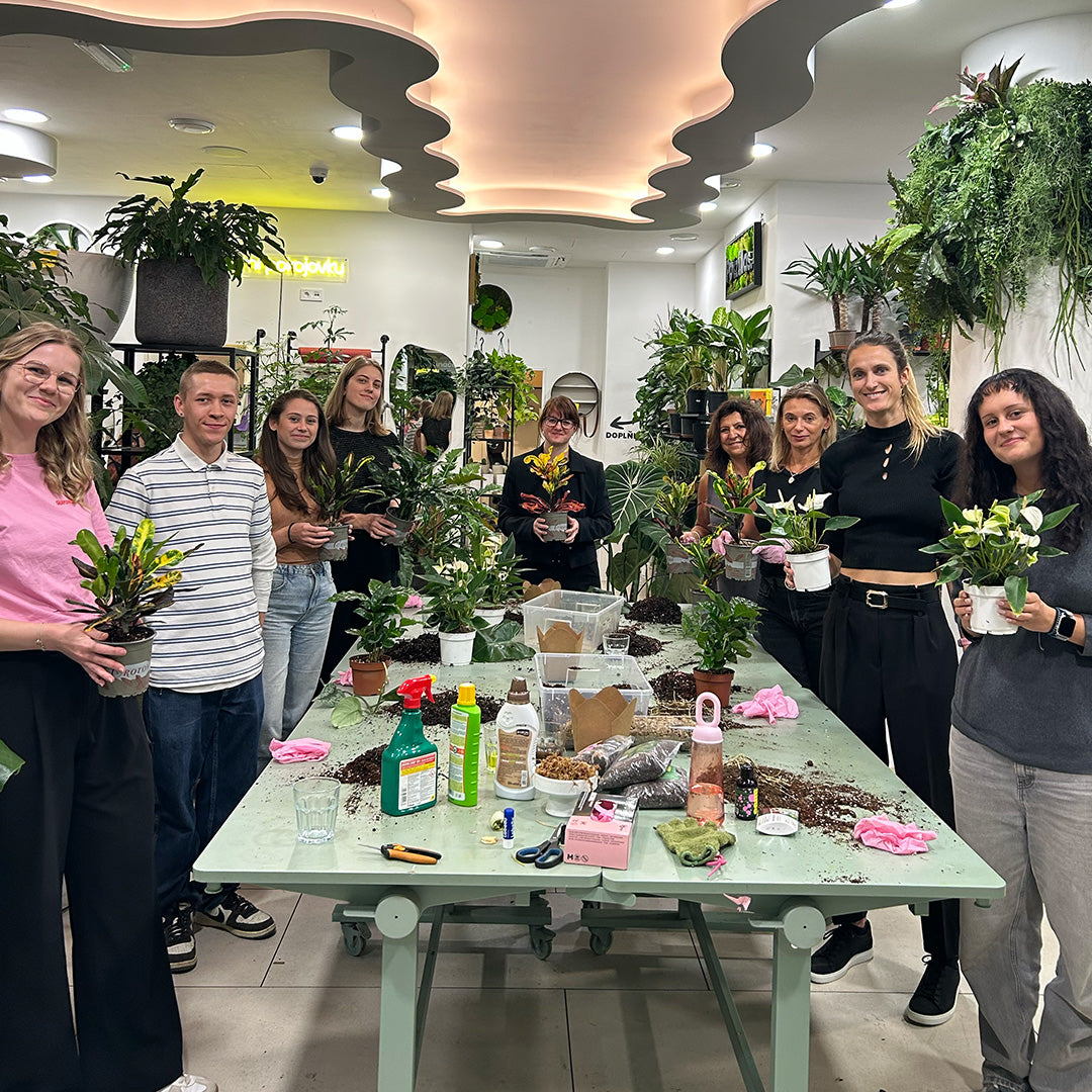 Workshop: Houseplant care and repotting