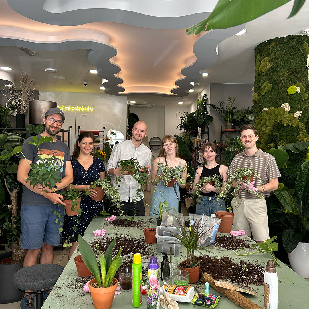 Workshop: Houseplant care and repotting