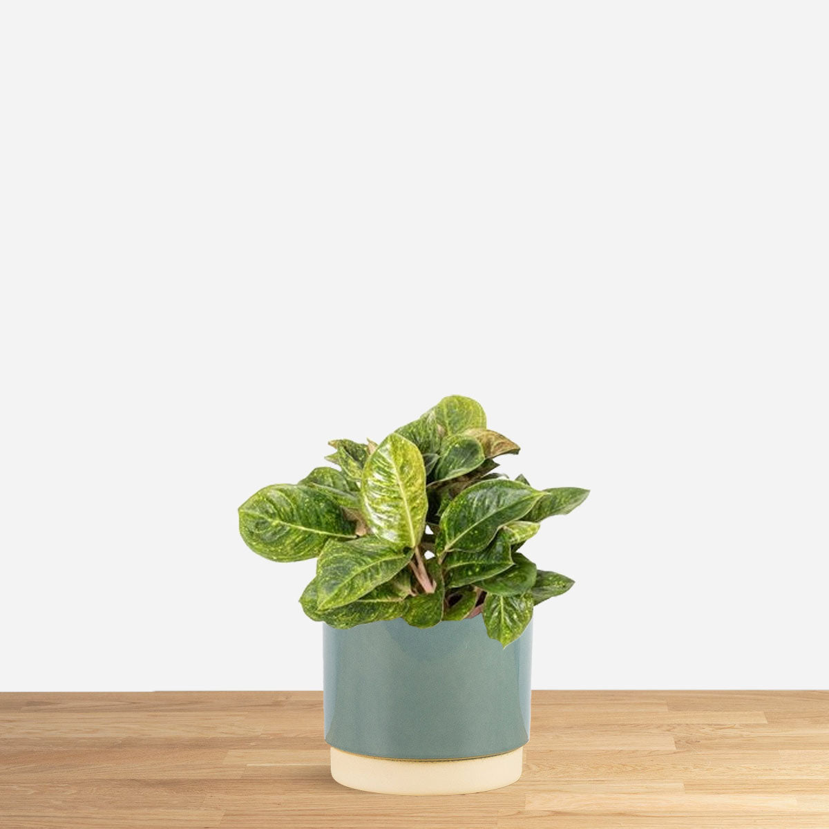 Aglaonema Apple Green 'S'