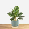 Aglaonema Green Onyx 'M'