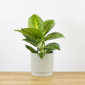 Aglaonema Lemon Mint 'Key Lime' (V)