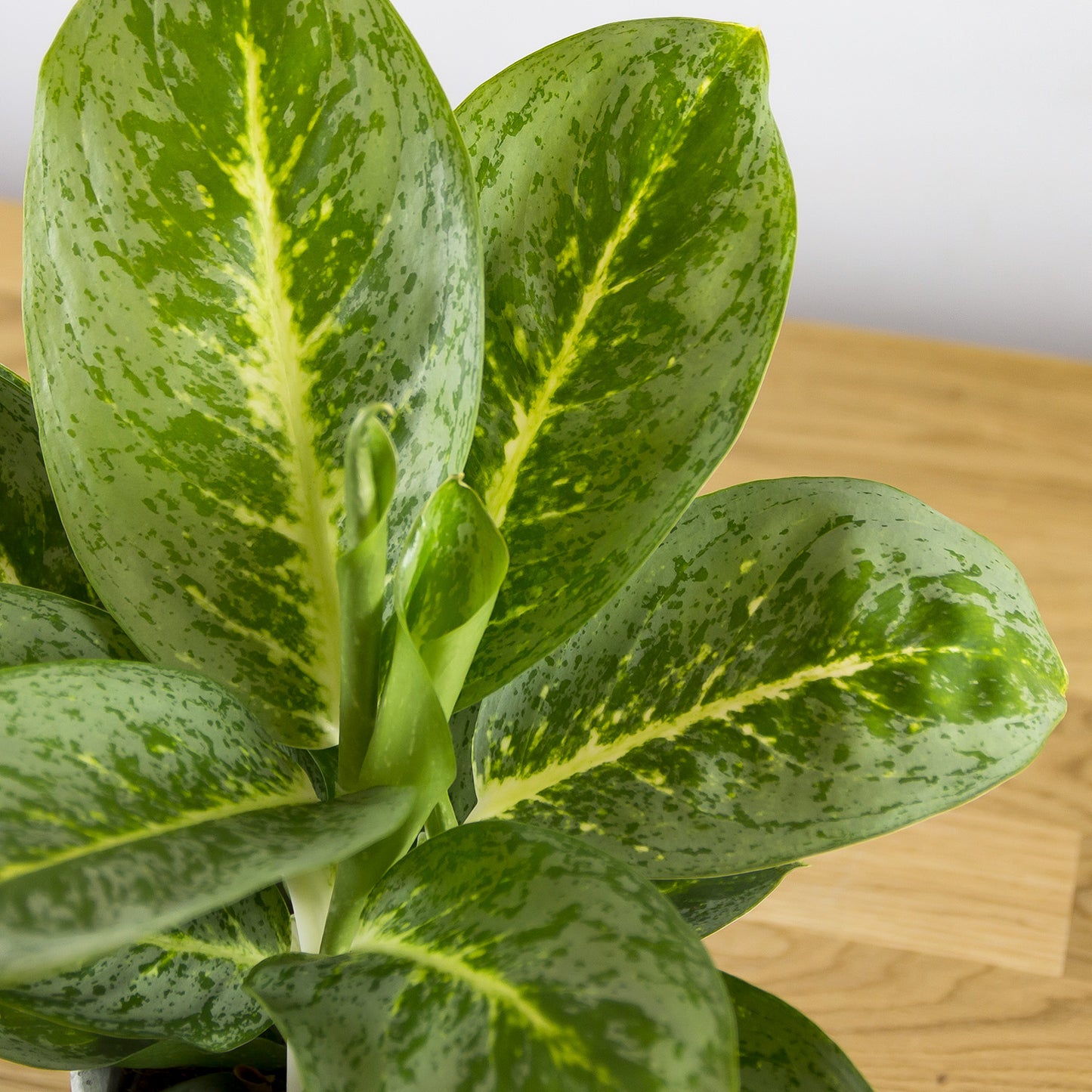 Aglaonema Lemon Mint 'Key Lime'