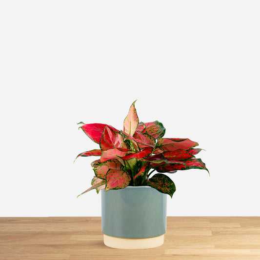Aglaonema Crete
