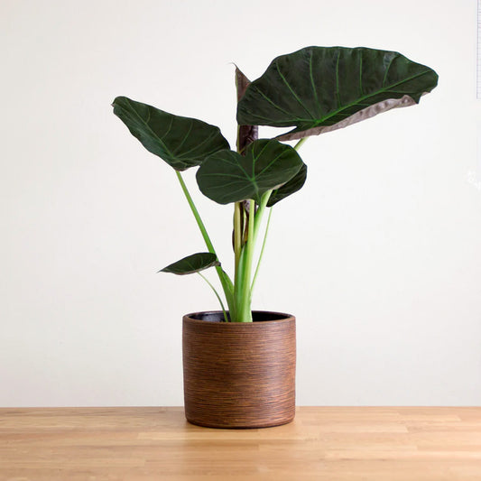Alocasia Regal Shield 'S'