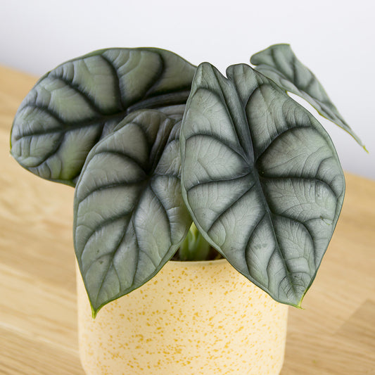 Alocasia Silver Dragon 'S'