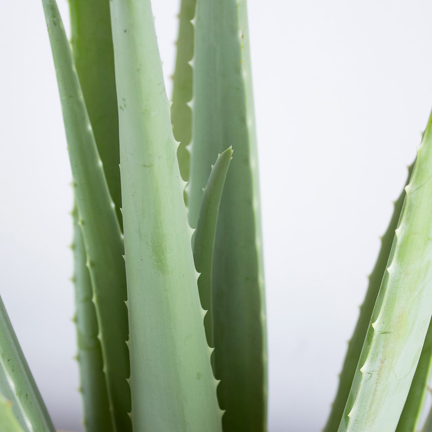 Aloe vera 'M'